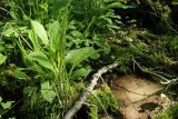 Crepis paludosa. Вегетирующее растение на берегу ручейка. Ленинградская обл., Ломоносовский р-н, окр. дер. Ломаха; верхняя часть склона дол. р. Ламошка, дно небольшого лога с едва заметным ручейком, широколиственный лес. 21.05.2023.