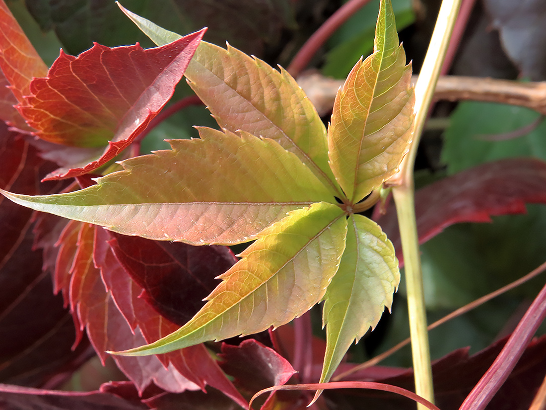 Изображение особи Parthenocissus inserta.