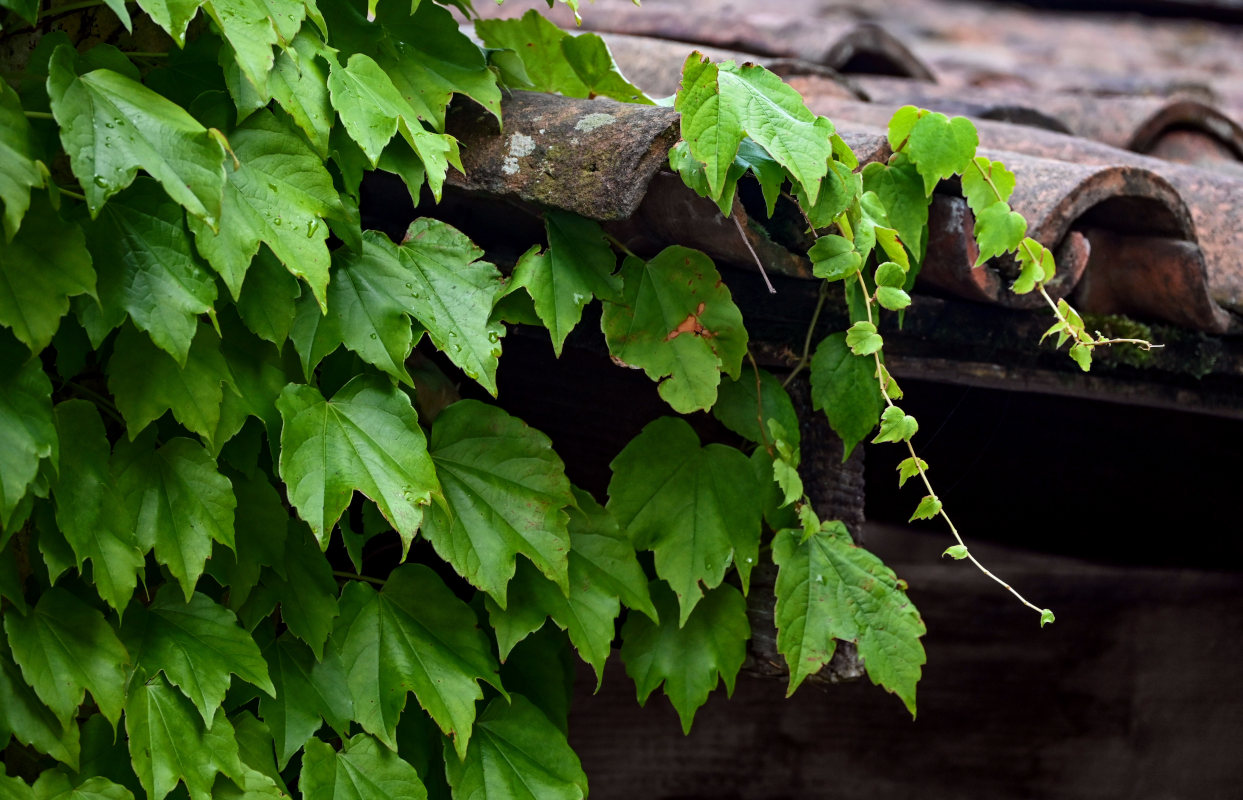 Изображение особи Parthenocissus tricuspidata.