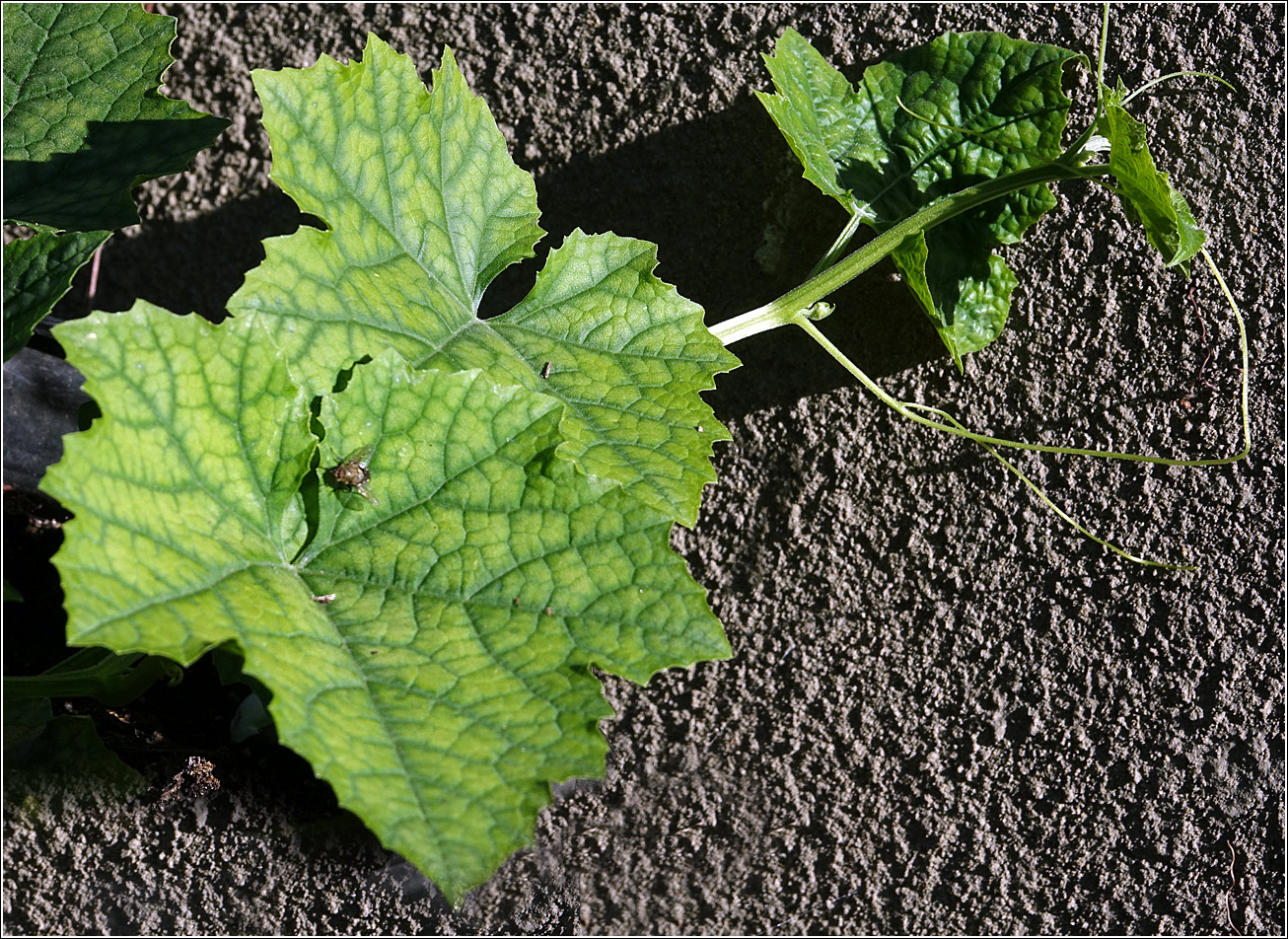 Image of Luffa aegyptiaca specimen.