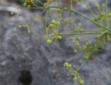 Bilacunaria microcarpos