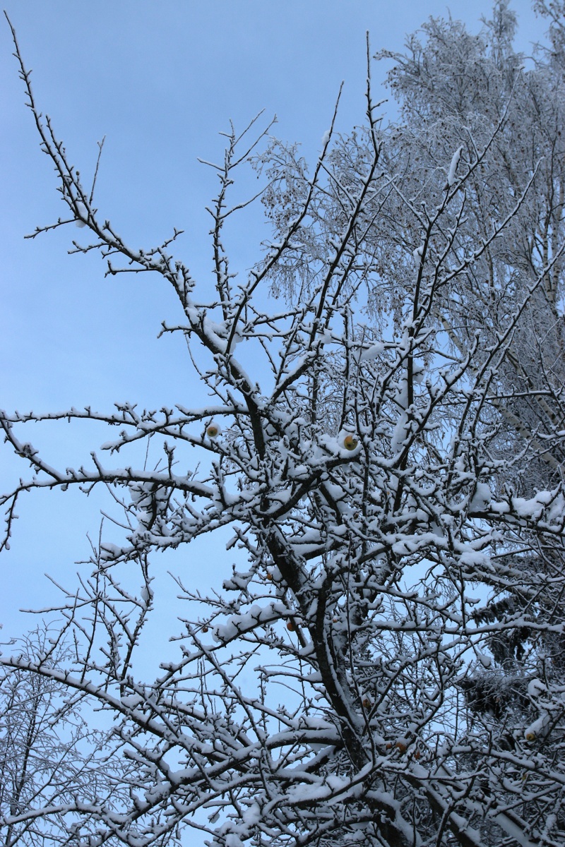 Изображение особи Malus domestica.