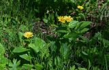 Doronicum altaicum. Цветущие растения в сообществе с Geranium, Veratrum, Erythronium, Stemmacantha и Poaceae. Хакасия, Орджоникидзевский р-н, берег оз. Ивановское, ≈ 1000 м н.у.м., опушка березняка. 08.06.2022.