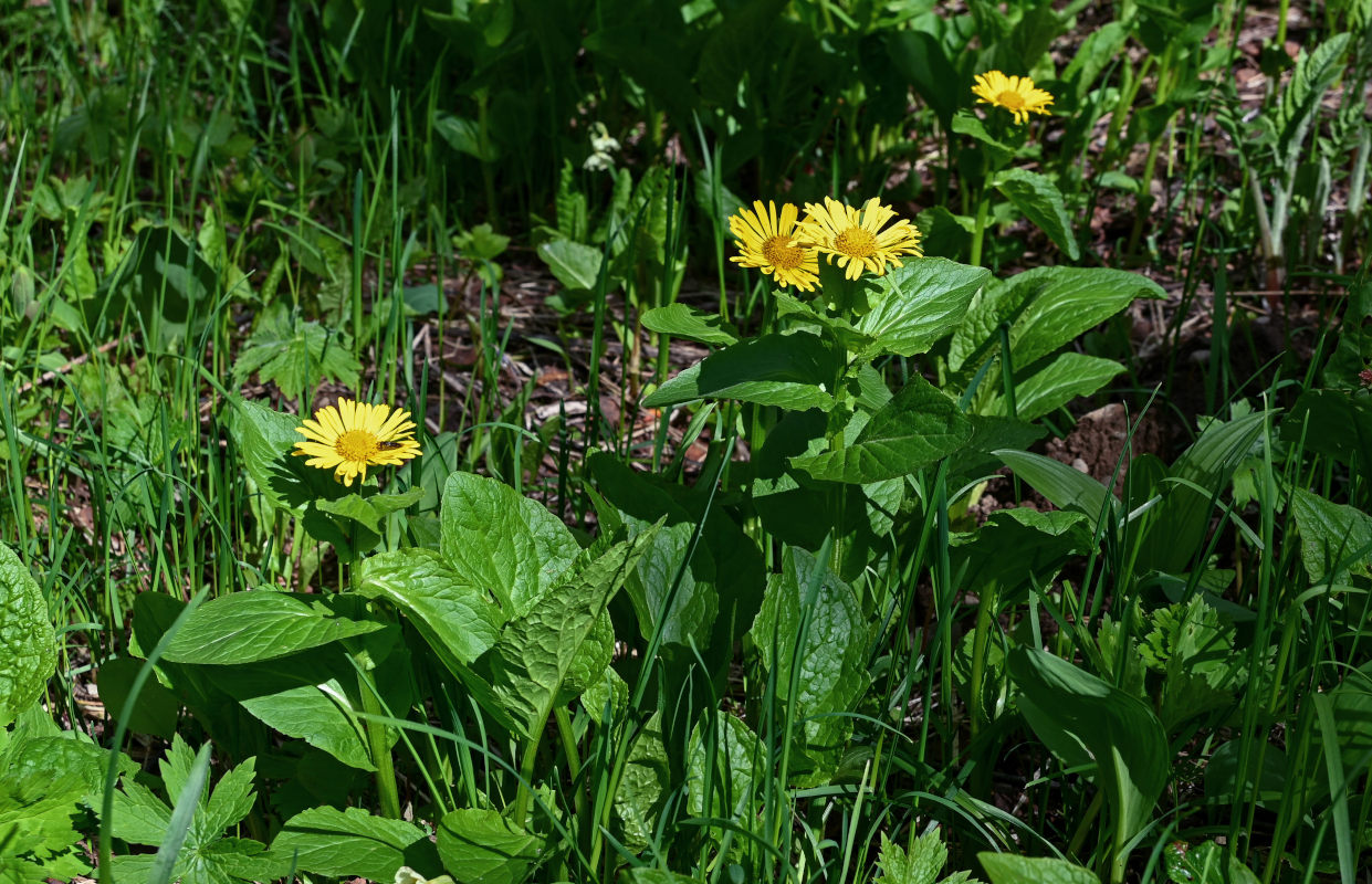 Изображение особи Doronicum altaicum.