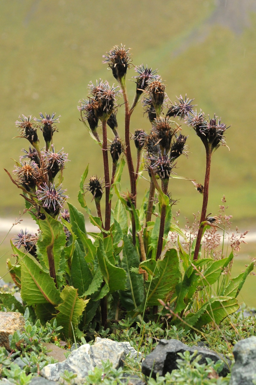 Image of Saussurea sordida specimen.