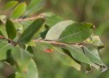 Salix bebbiana