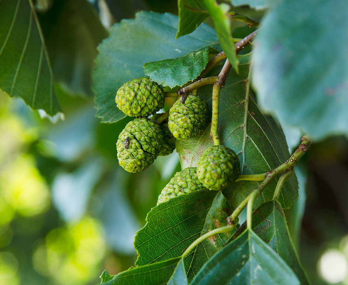 Изображение особи Alnus glutinosa.