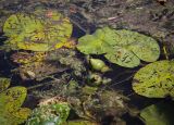 Nuphar lutea