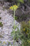 Erysimum ruscinonense. Верхушка побега с соцветием. Испания, автономное сообщество Каталония, провинция Барселона, комарка Бергеда, муниципалитет Сальдес, подножие горы Педрафорка, окр. смотр. площадки \"Гресолет\", 1557 м н.у.м., каменистый склон восточной экспозиции. 11.06.2023.