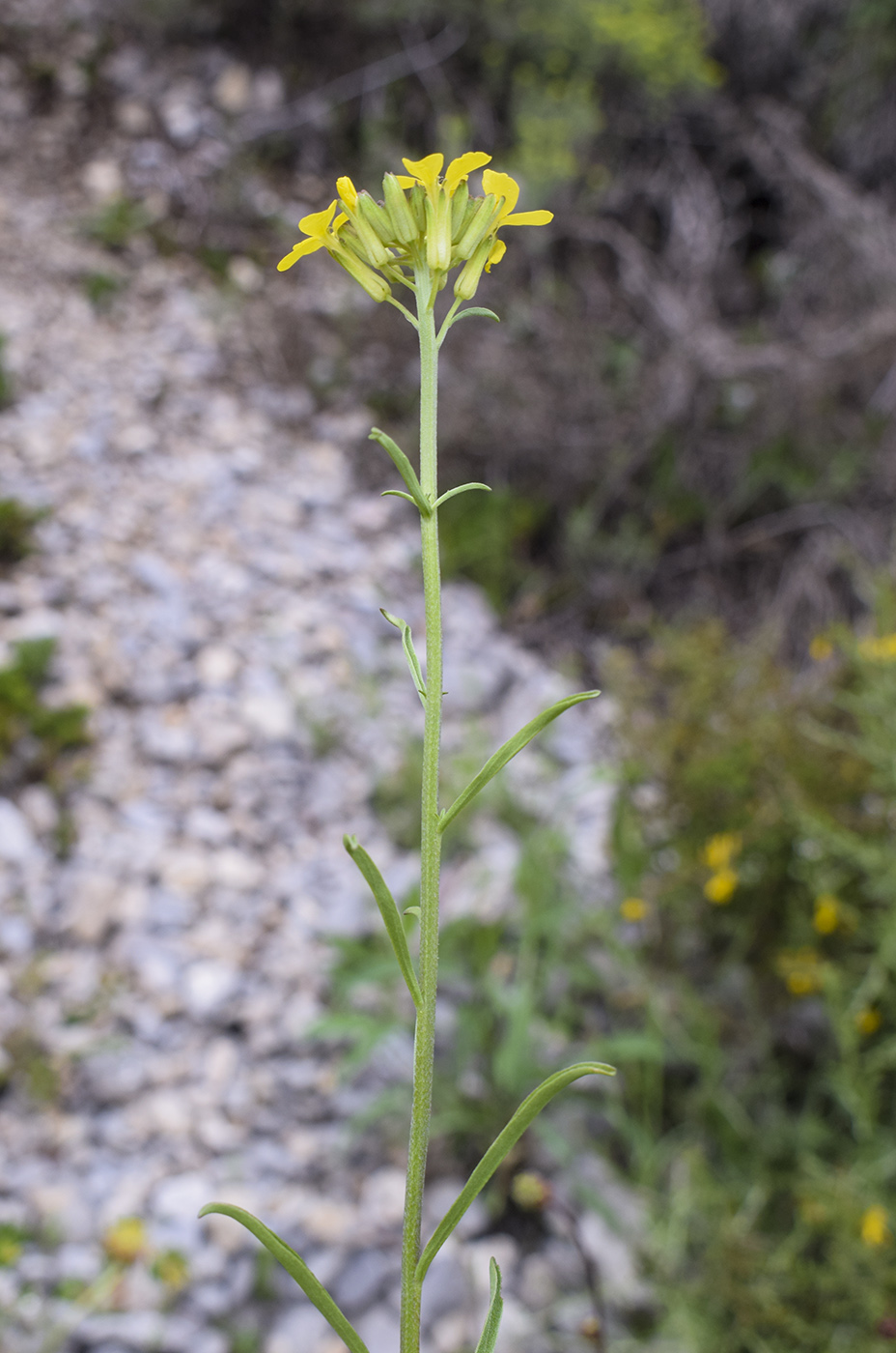 Image of Erysimum ruscinonense specimen.