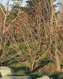 Euonymus alatus. Покоящееся растение. Краснодар, парк \"Краснодар\", Японский сад, в культуре. 01.01.2024.