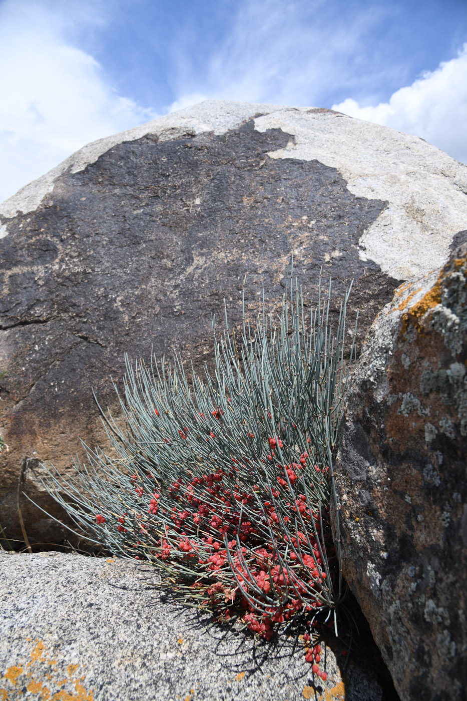 Image of Ephedra intermedia specimen.