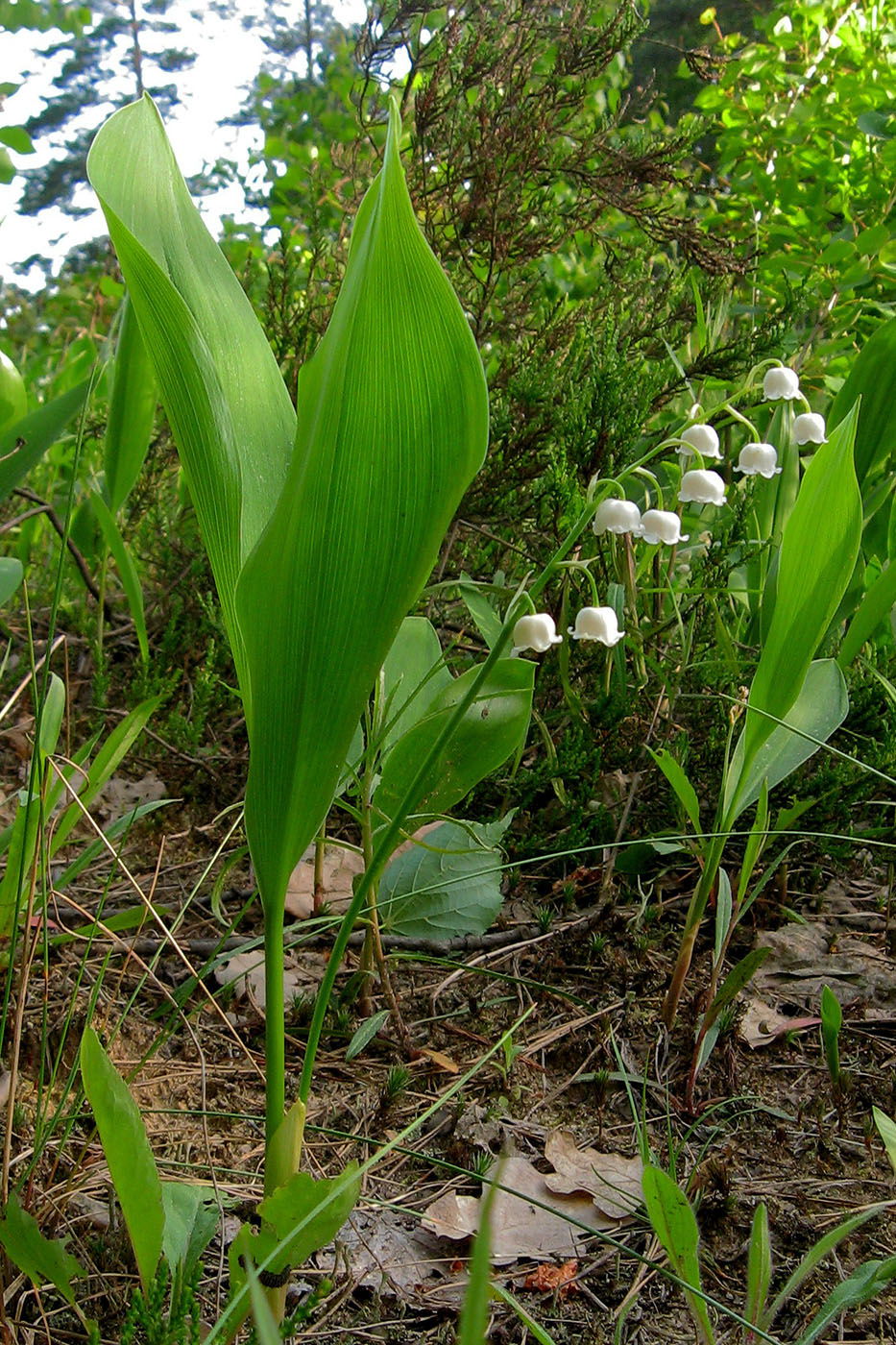 Изображение особи Convallaria majalis.