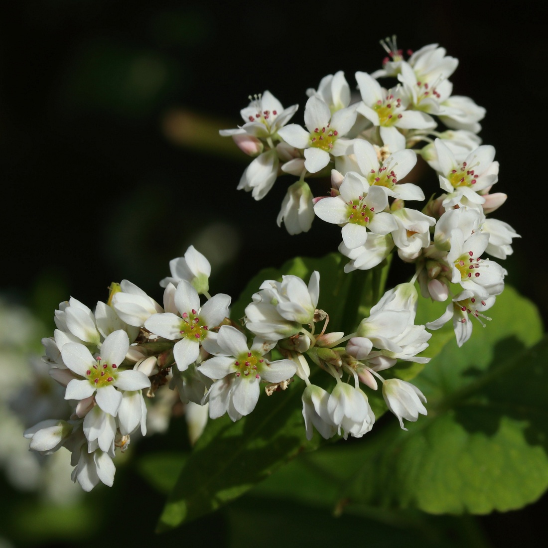 Изображение особи Fagopyrum esculentum.