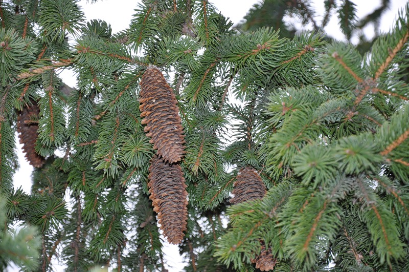 Изображение особи Picea pungens.