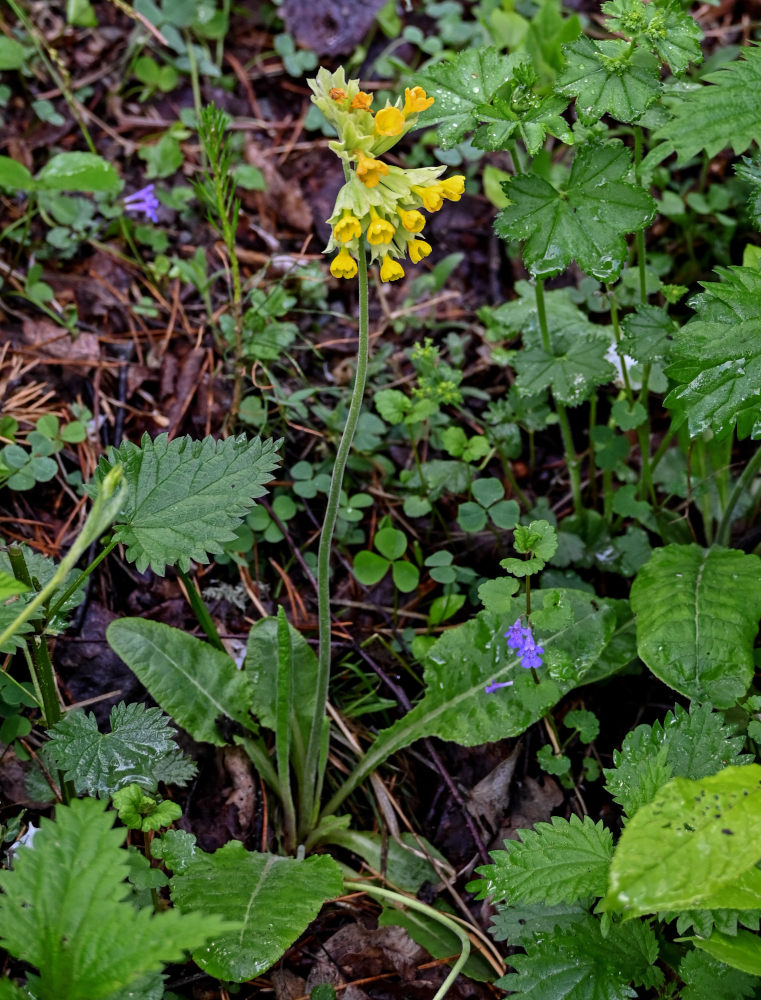 Image of Primula macrocalyx specimen.