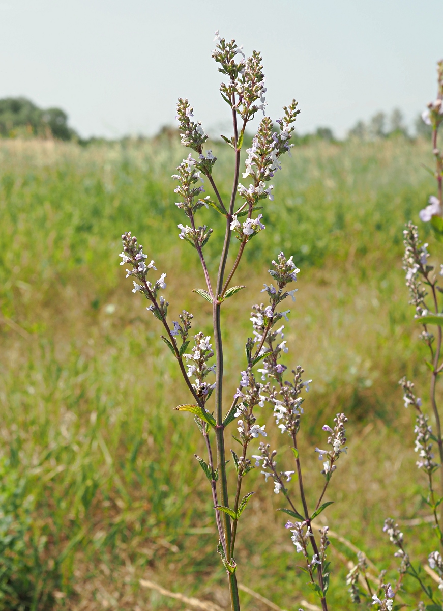 Image of Nepeta nuda specimen.