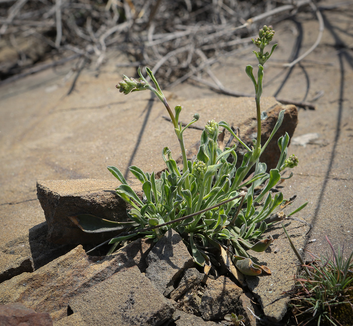 Image of Silene hellmannii specimen.