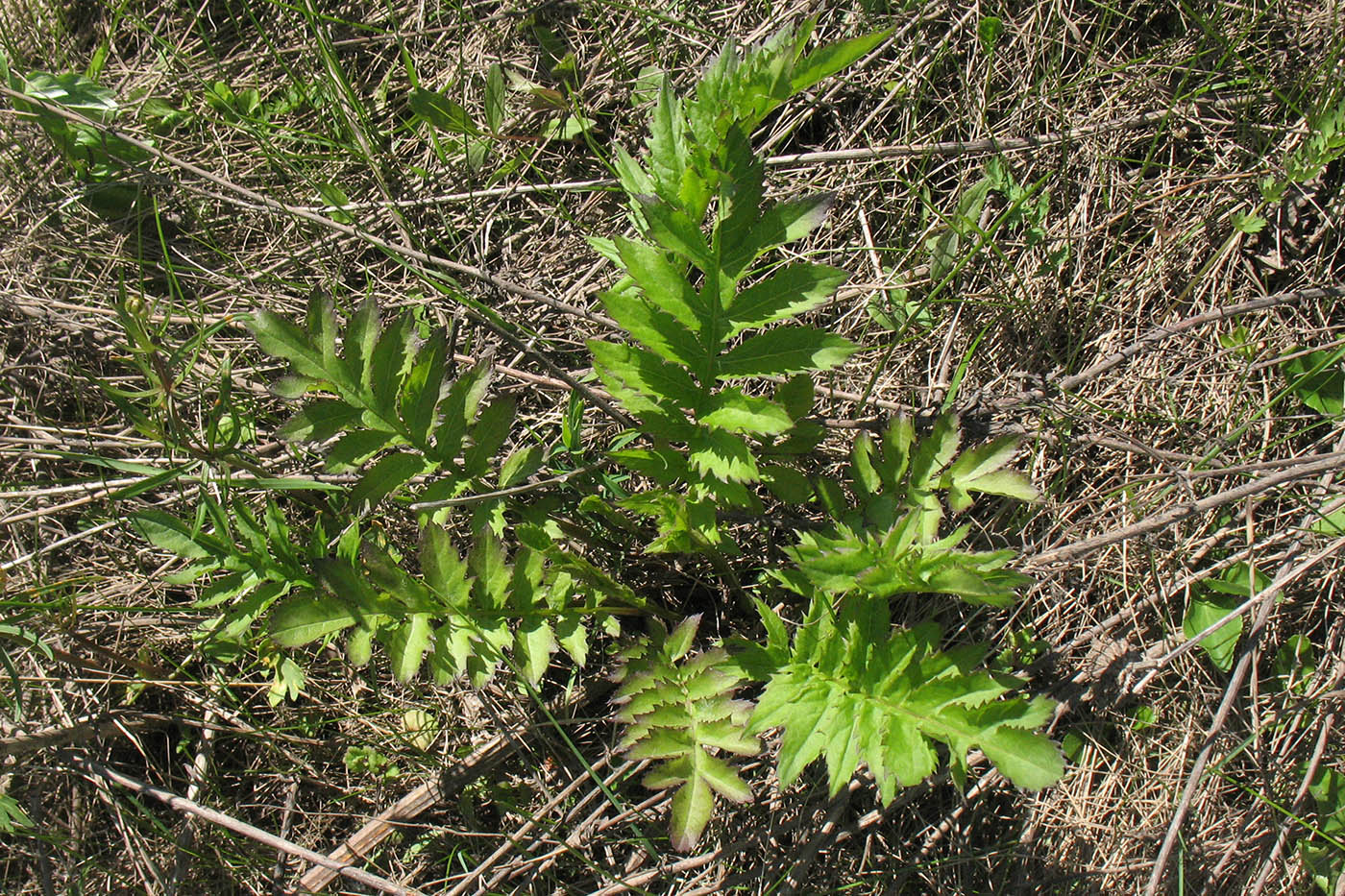 Изображение особи Serratula coronata.