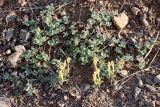 Scutellaria adenostegia. Цветущее растение. Узбекистан, Кураминский хр., басс. р. Чадаксай, возле Алтинтантапган, около 1250 м н.у.м. 27.04.2024.