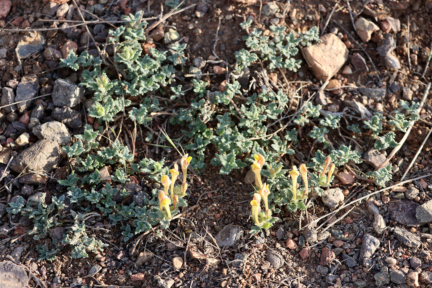 Изображение особи Scutellaria adenostegia.