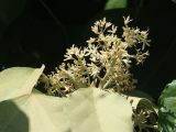 Aleurites moluccanus