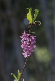Daphne mezereum