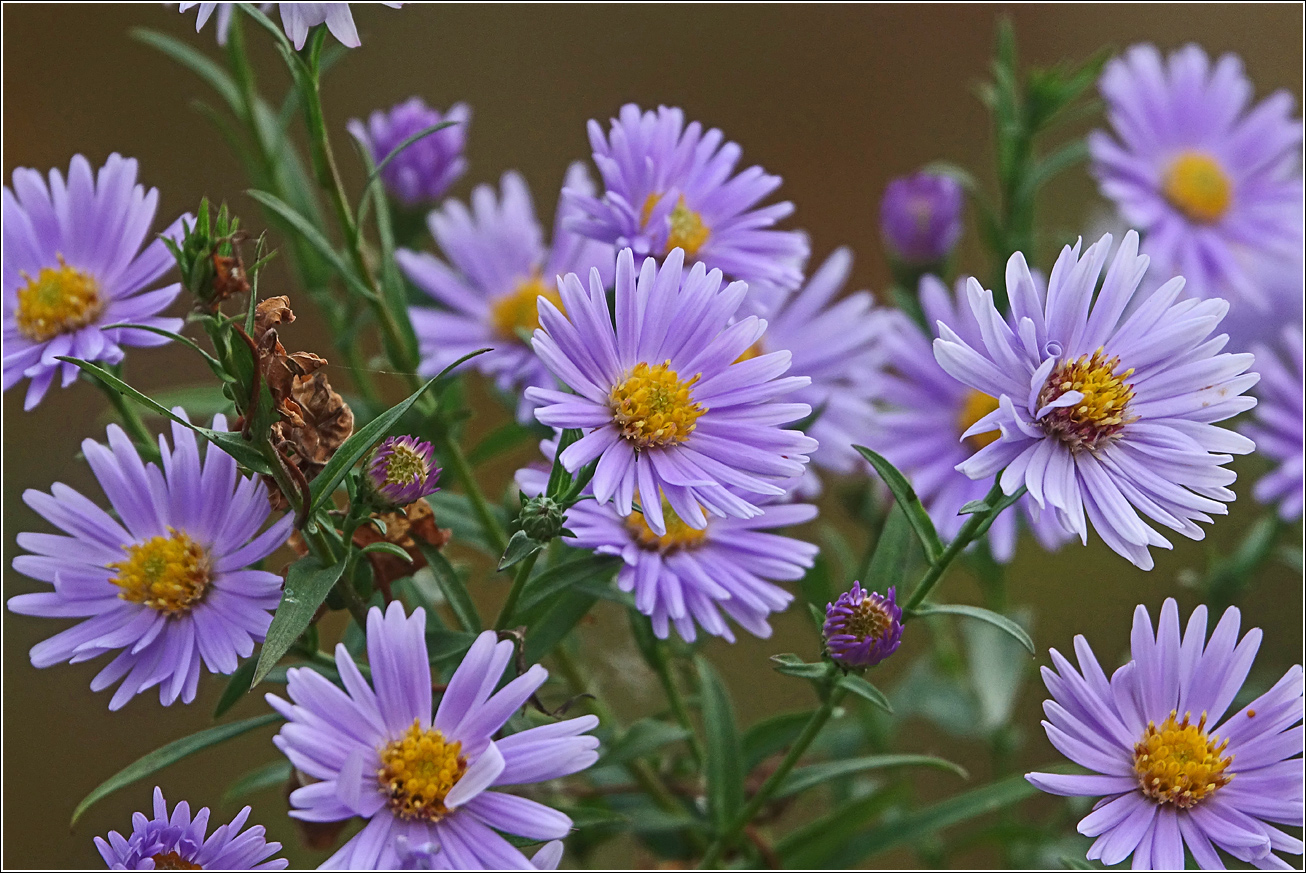 Image of Symphyotrichum &times; versicolor specimen.