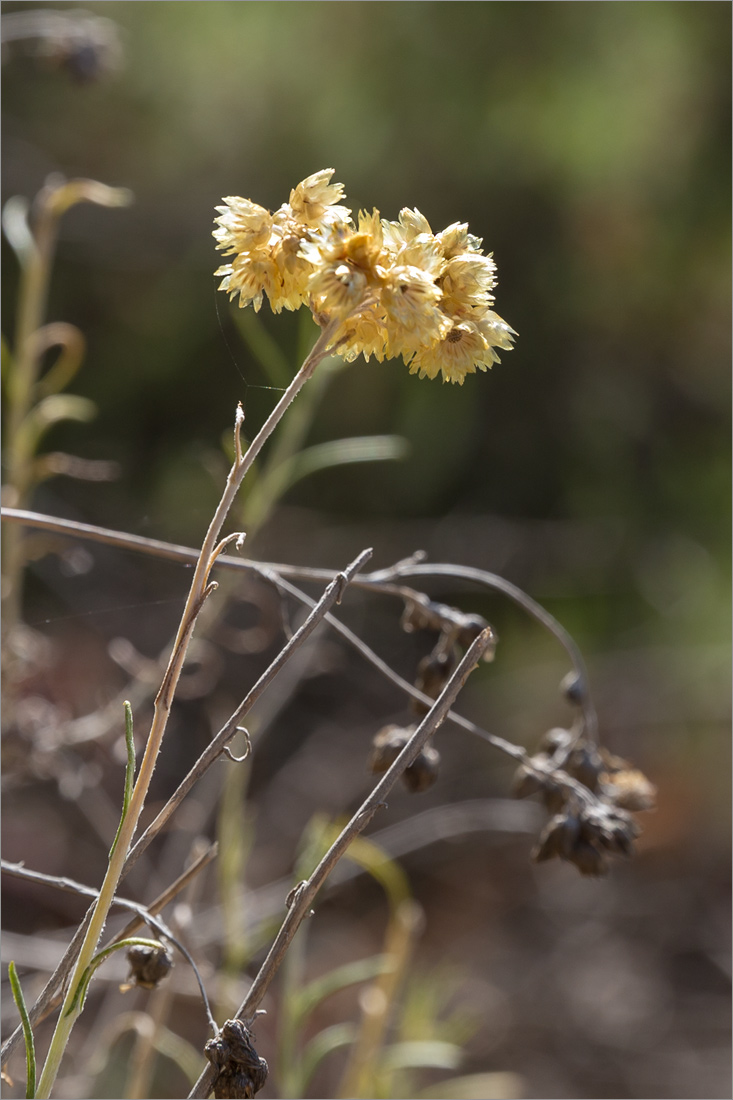 Изображение особи Helichrysum stoechas.