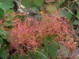 Cotinus coggygria