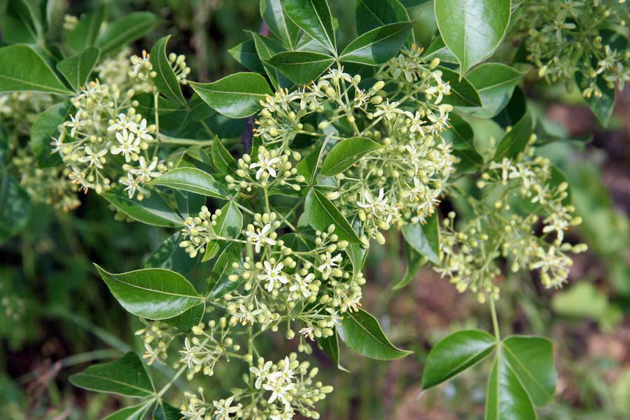 Изображение особи Ptelea trifoliata.