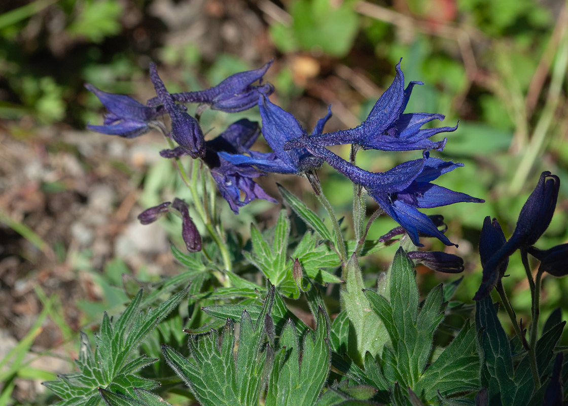 Изображение особи Delphinium brachycentrum.