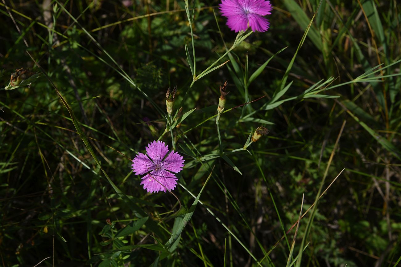 Image of Dianthus campestris specimen.