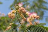 Albizia julibrissin