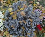 View full-size image Lavandula angustifolia