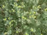 Potentilla argentea. Цветущее растение. Новосибирская обл., Карасукский р-н. 11.06.2009.