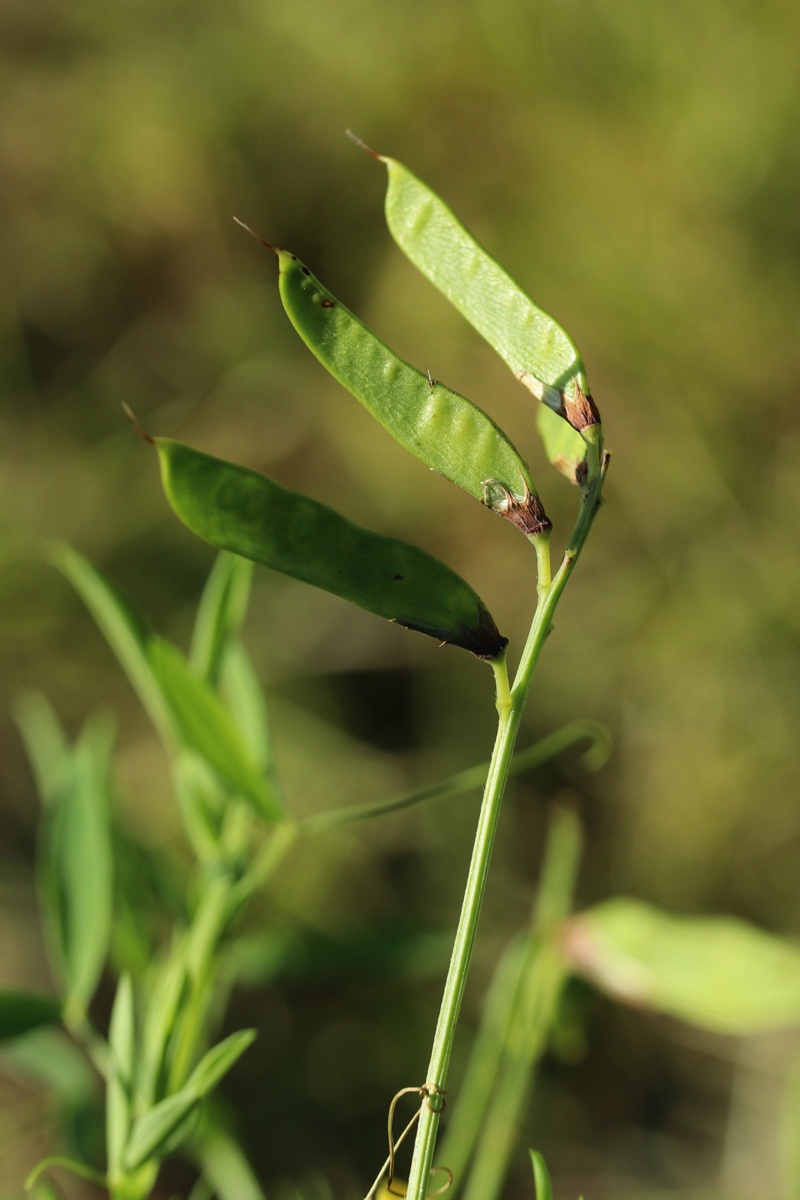Изображение особи Lathyrus pratensis.