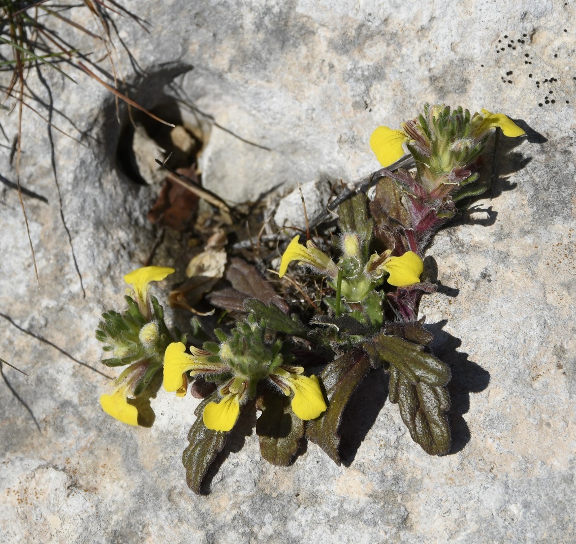 Image of genus Ajuga specimen.