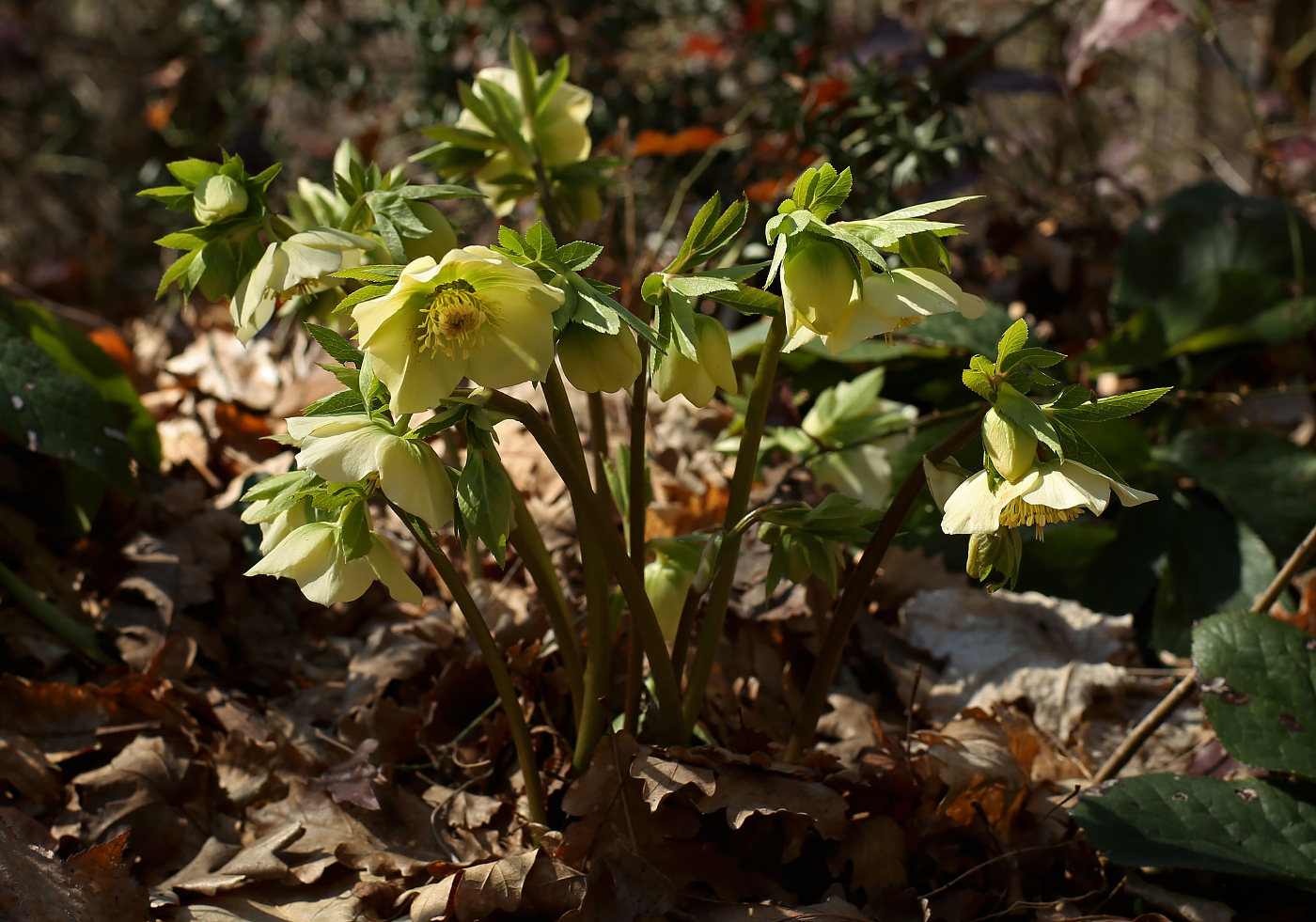 Изображение особи Helleborus caucasicus.