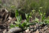 Microthlaspi perfoliatum