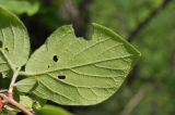 Lonicera praeflorens