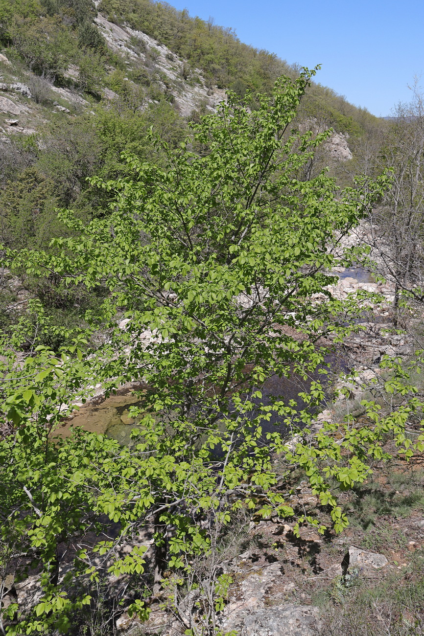Image of Ulmus glabra specimen.
