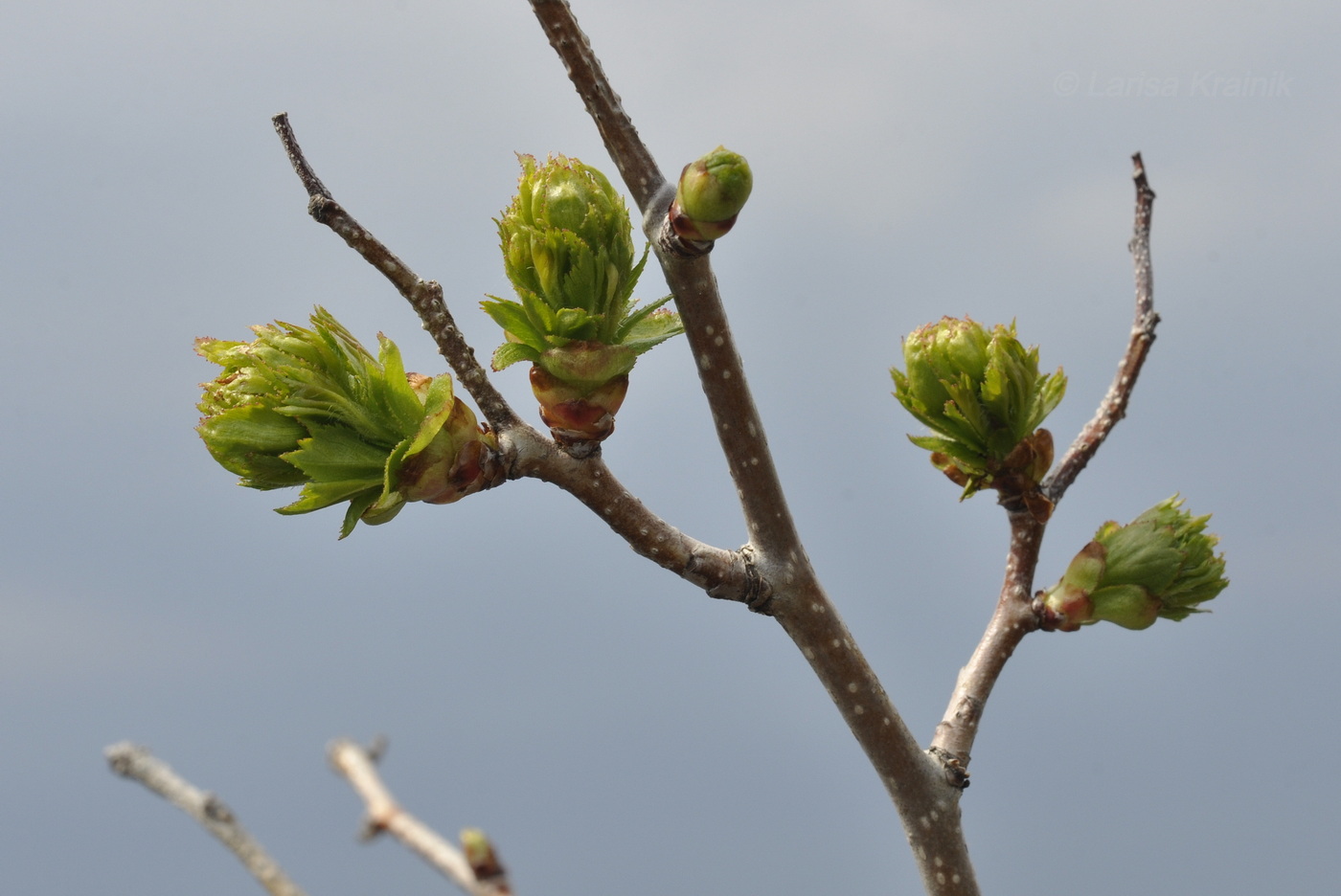 Изображение особи Crataegus pinnatifida.