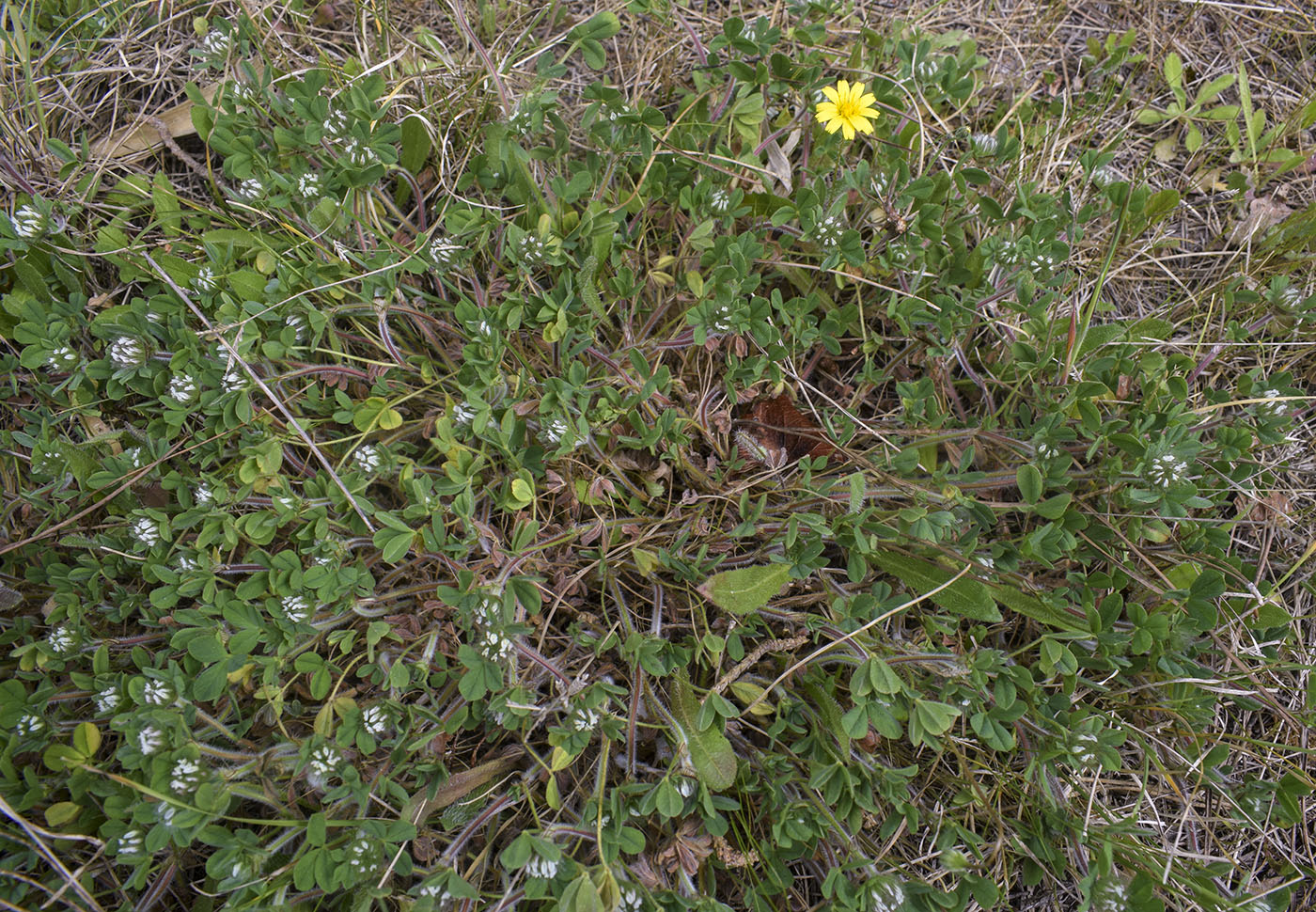 Image of Trifolium cherleri specimen.