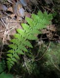 Cystopteris fragilis. Вайя. Кунгурский р-н, окр. с. Плехановское, окр. оз. Осиновое, хвойный лес, каменистый овраг. 25.05.2025.