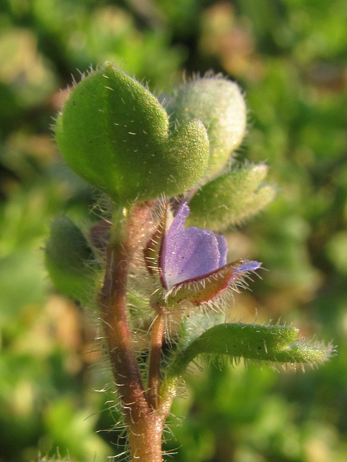 Image of Veronica triloba specimen.