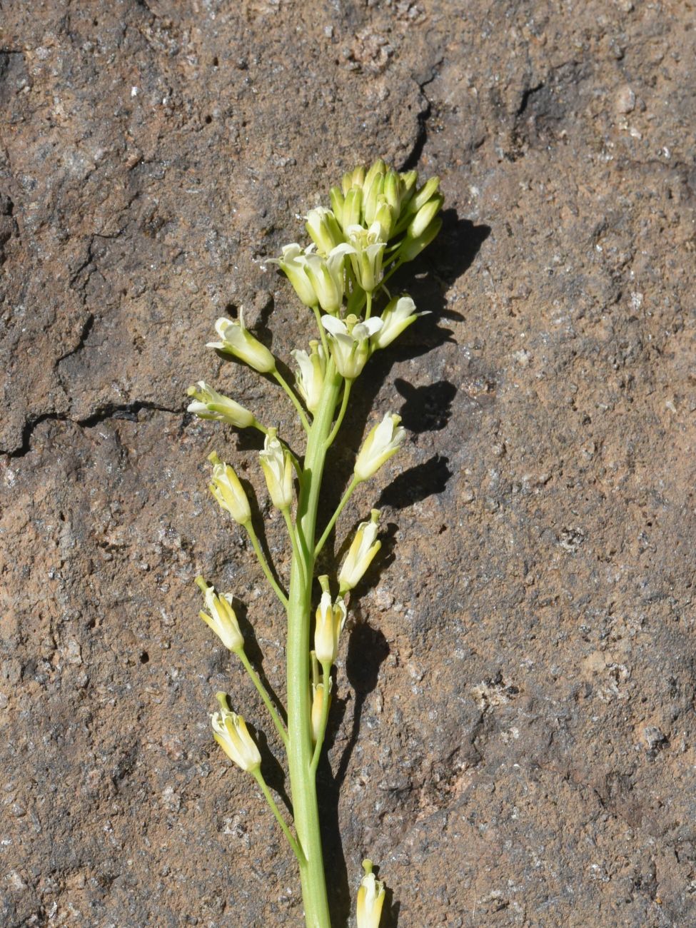 Image of Turritis glabra specimen.