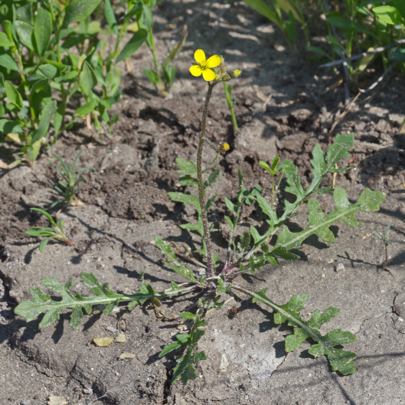 Image of Diplotaxis cretacea specimen.