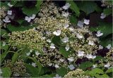 Hydrangea petiolaris. Соцветия и листья. Московская обл., Раменский р-н, окр. дер. Хрипань, садовый участок. 15.06.2025.