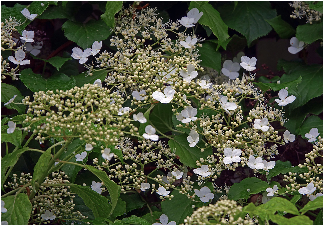 Image of Hydrangea petiolaris specimen.